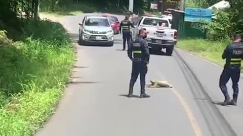 Pereresoso para tránsito en Costa Rica