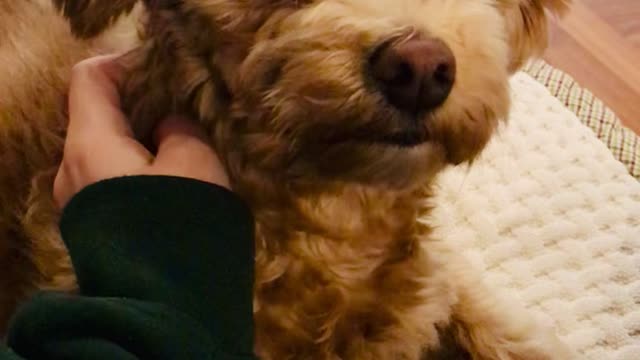 A cute puppy that feels happy because of the hand stroke.