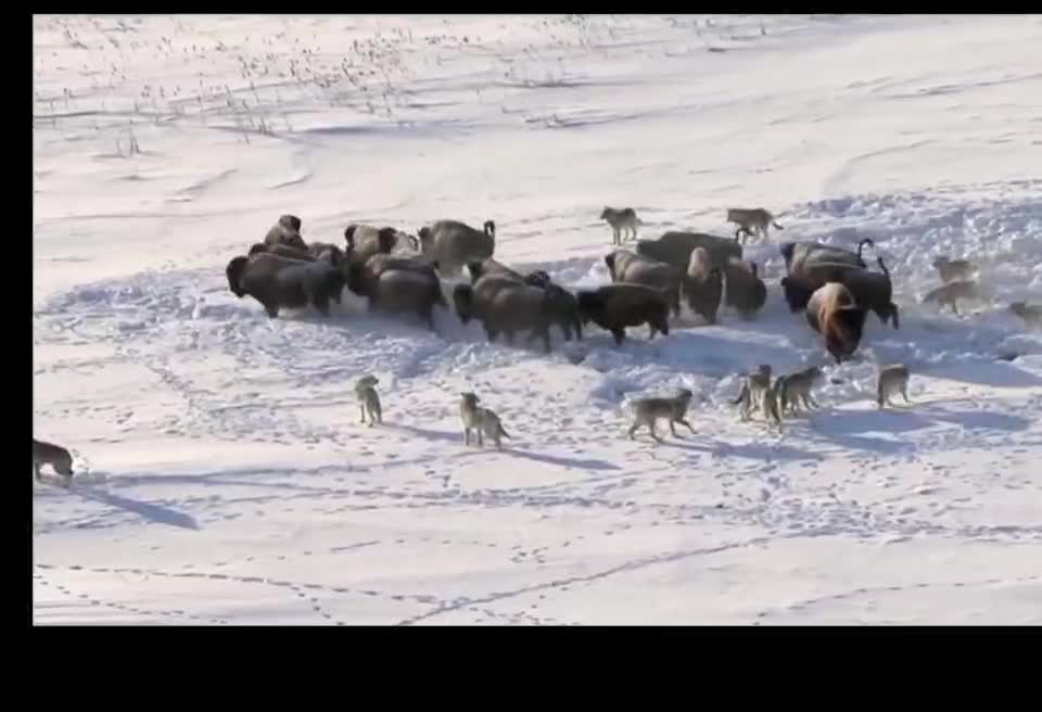 A lion fights with a herd of oxen. The lone ox is in trouble