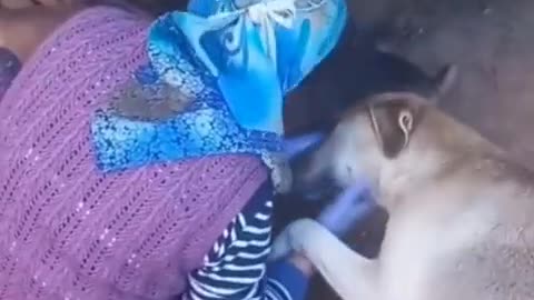 The Dog Thanks the Woman Who Comes to Feed the Puppies Every Day