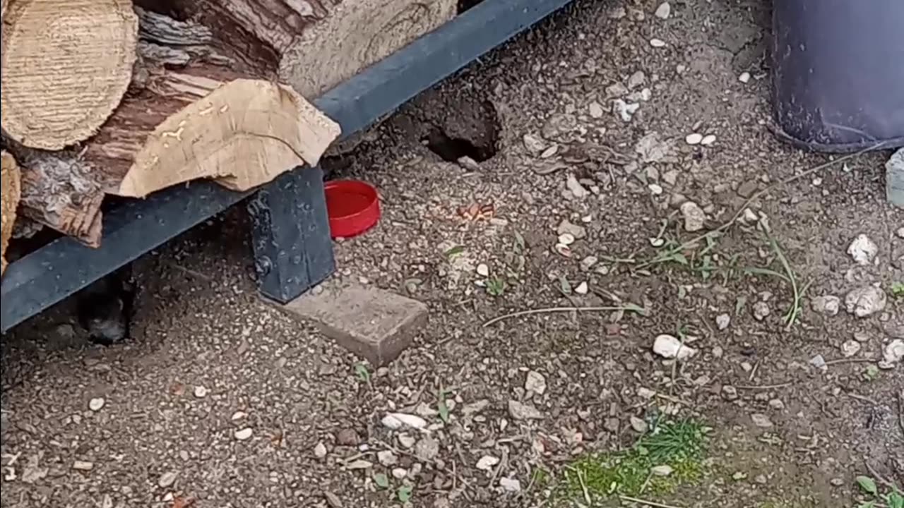 Different Section Of Wild Wyoming Gerbil Squatters