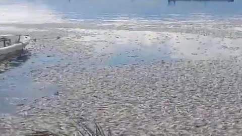 This is a beautiful and charming water-dwelling species