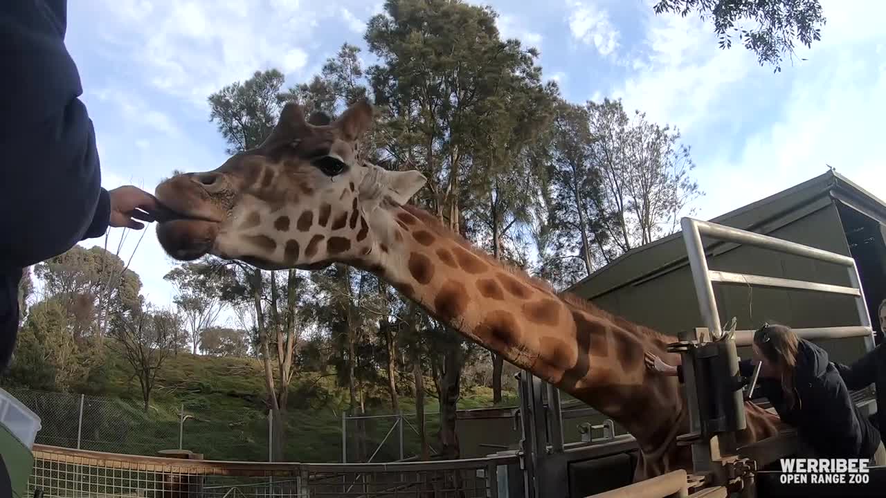 Giraffe and Rhino blood draw training