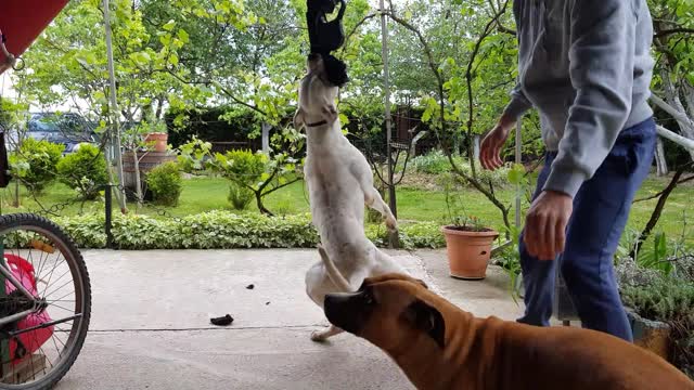 training a dog