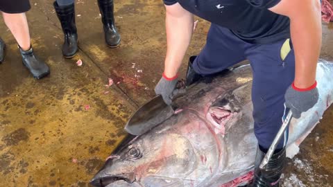 Breaking down giant bluefin tuna is as easy as cutting butter