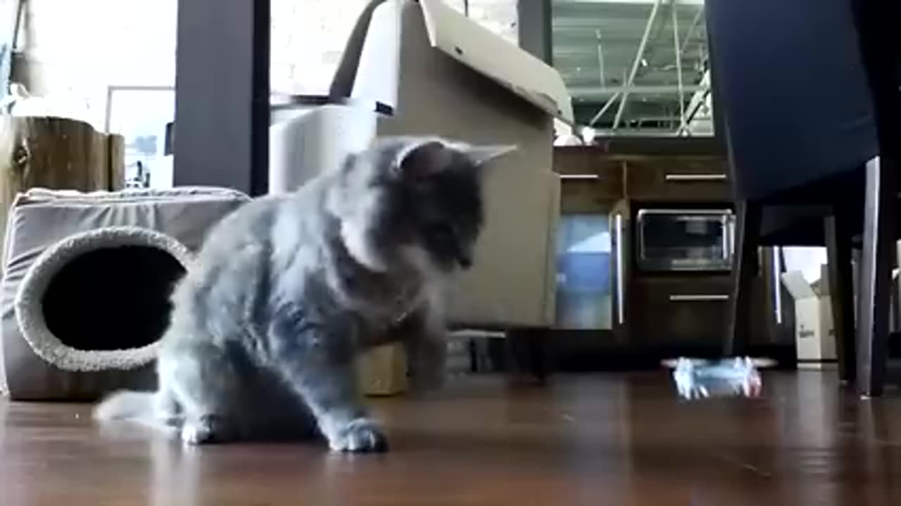 20 Minutes if Adorable kitten- Best Compilation