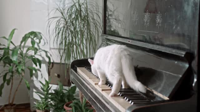 cat piano