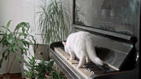 cat piano