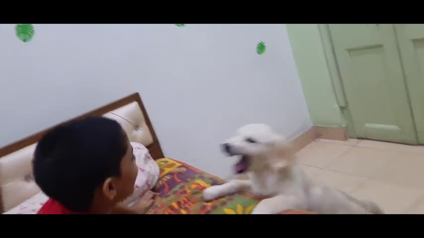 Hungry my puppy very angry dog.video by bob cassady