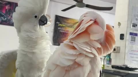 beautiful cockatoo