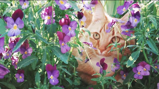 Cute cat in garden