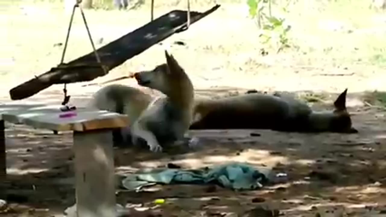 Funny animals