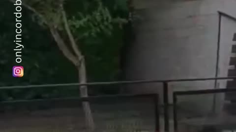 Baby, dog doing their own thing - funny videos