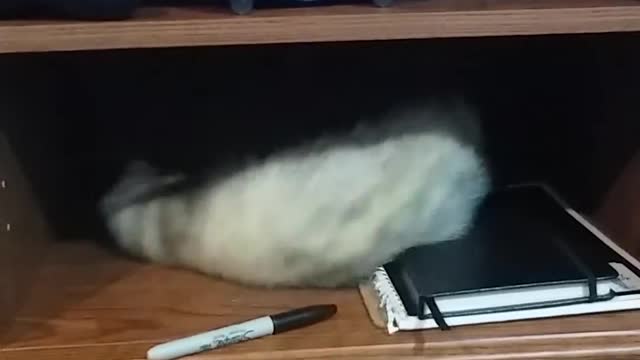Ferret Rolling Around on Television Cabinet Accidentally Falls off