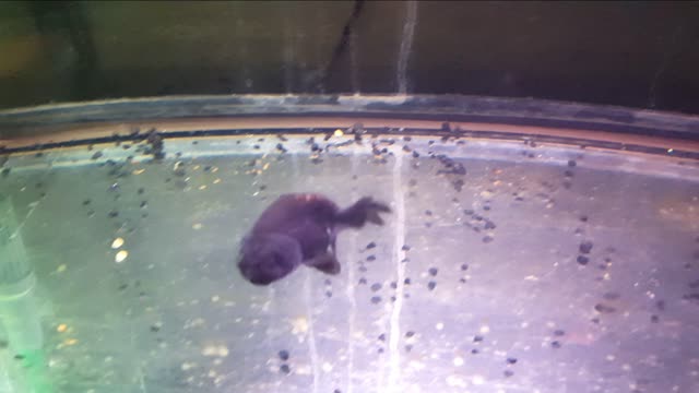 Black Ranchu