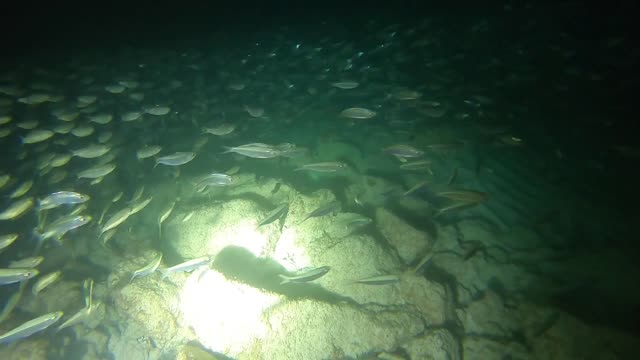 Night Snorkel in Bermuda