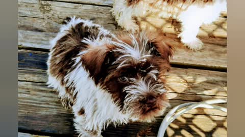 Miniature Schnauzers Puppies Life in the Country