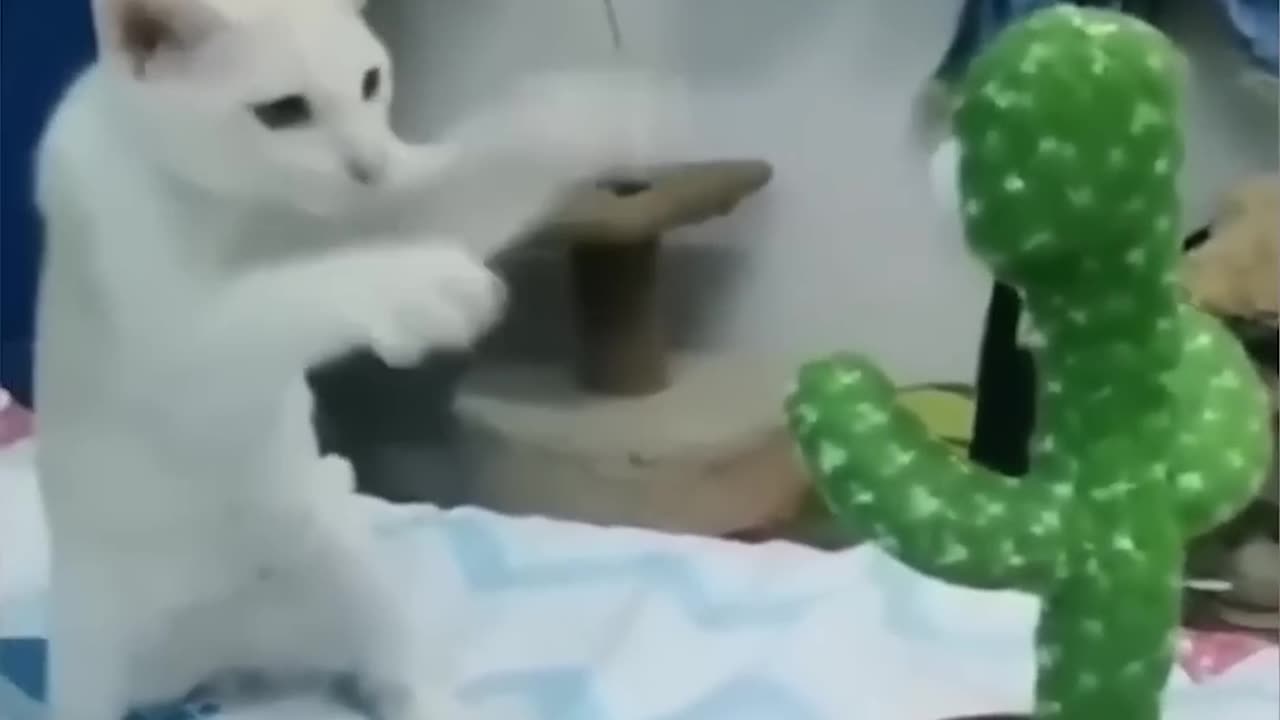 Funny cat reaction 🤣😂🤣| kalpanik videos | fun with cat