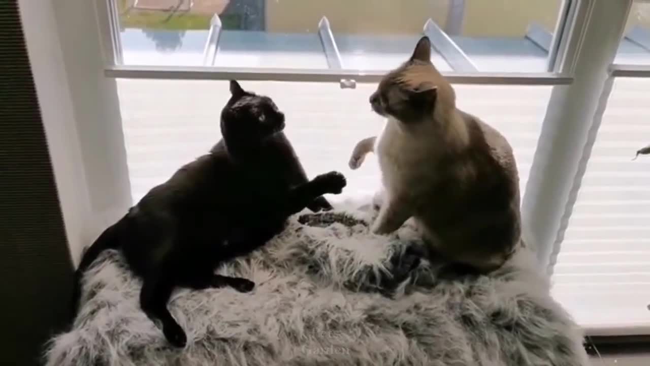 #petfriends #pet #funny OMG So Cute | Funniest Cats And cate π±πΊπ