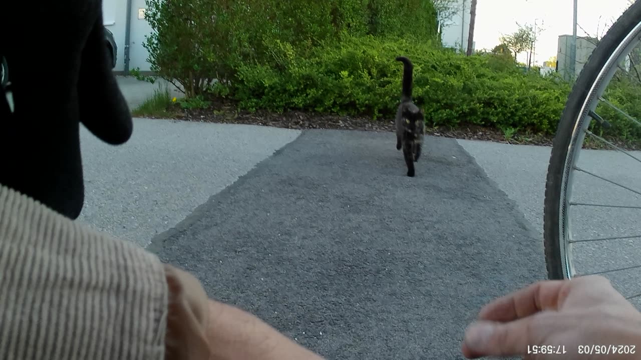 Schildpattkatzi, 02.04.2024 [B] Neusiedl