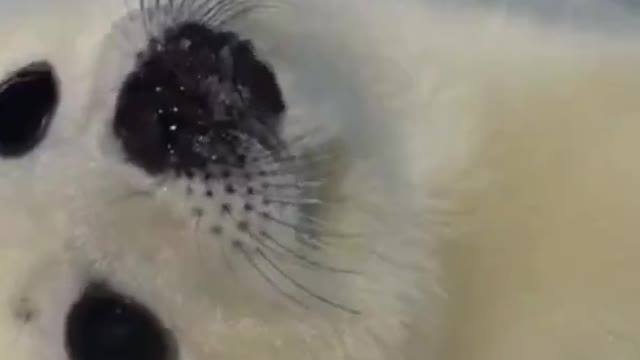 Just Born Baby Seal