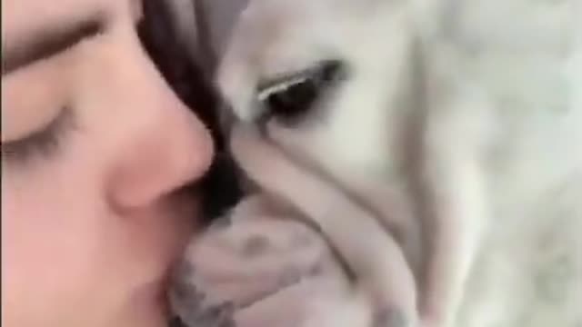Funny Dogs - Try not To Laugh