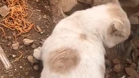 Cute and funny cat video.