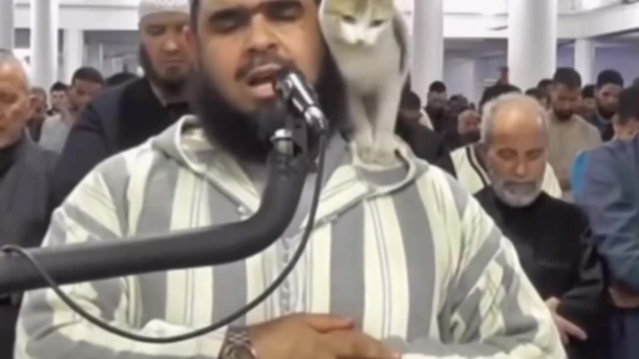 Cat kiss the Sheik in prayer