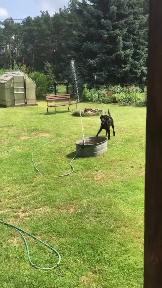 Excited dog thrilled by homemade water fountain