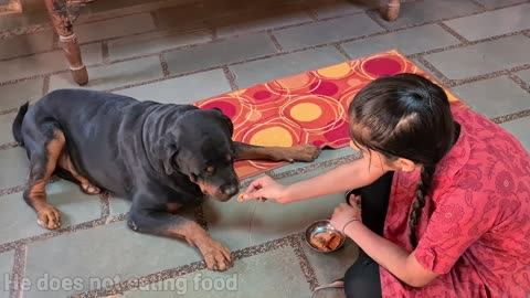 Anshu destroyed Jerry's favourite Teddy | cute dog video.