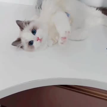 Cute and Fanny Cat video