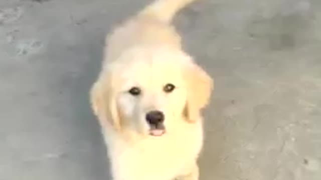 cute little puppy