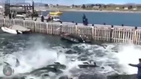 DELFINES HUYEN DESORIENTADOS!!!