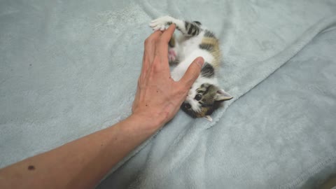 The Kitten seems to Know Mom's Milk is Coming Out of My Finger