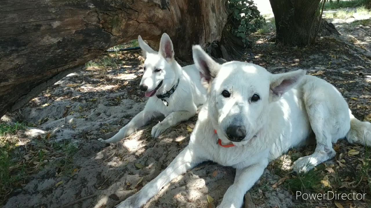 Dogs enjoy Forest Bathing