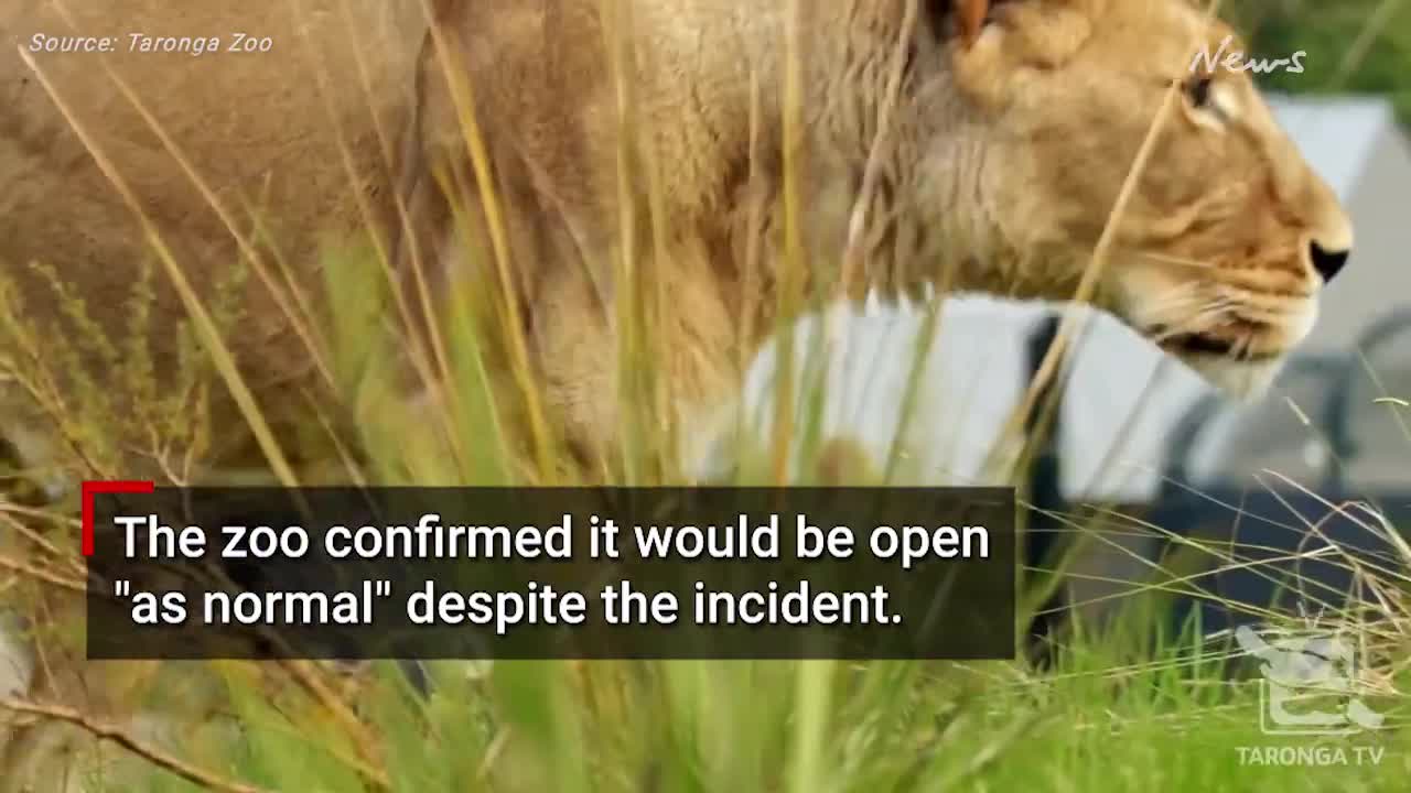 Five lions escape enclosure at Taronga Zoo