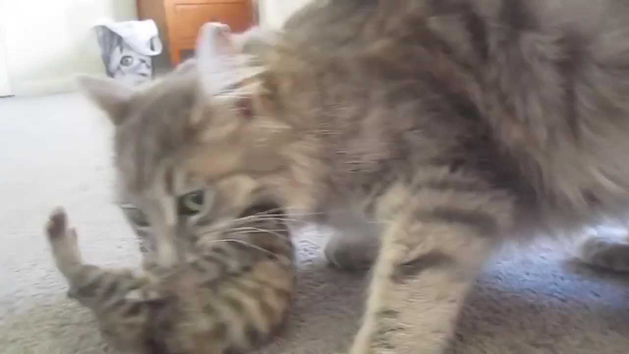 Funny and Cute Cats Compilation 2016! - Cute Kittens