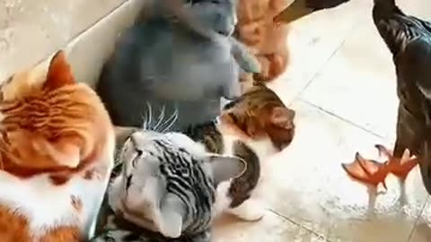 Funny duck and cat / funny videos