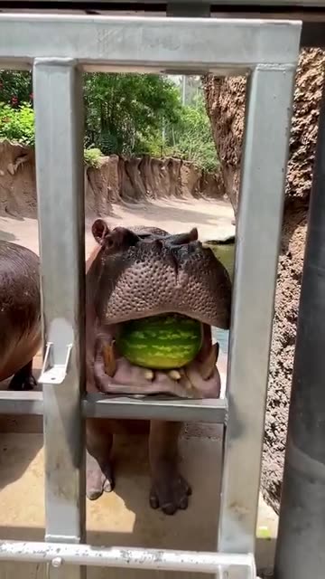 Hippo crushes a whole watermelon in one bite