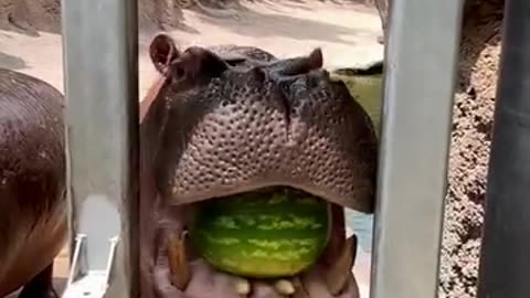 Hippo crushes a whole watermelon in one bite