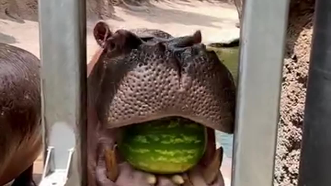 Hippo crushes a whole watermelon in one bite