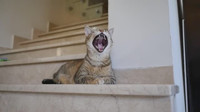 cat yawn home sleepy animal kitten kitty