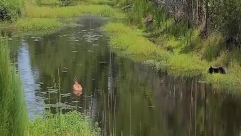 black bear chasing fawn, is this fawn safe