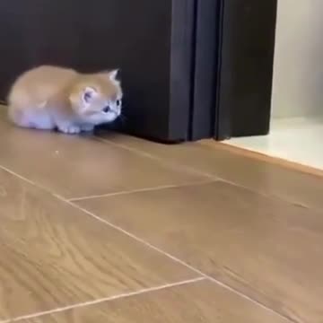 Little cat #kitten #kittens #littlekitten #cats #cat