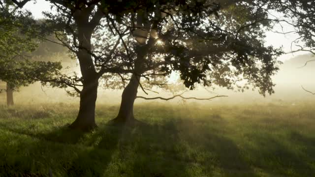 Beautiful forest in the morning of a Sunny day