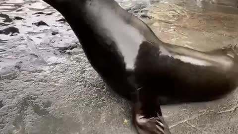 Wow, sea lions can really dance.