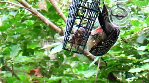 Red Bellied Woodpecker