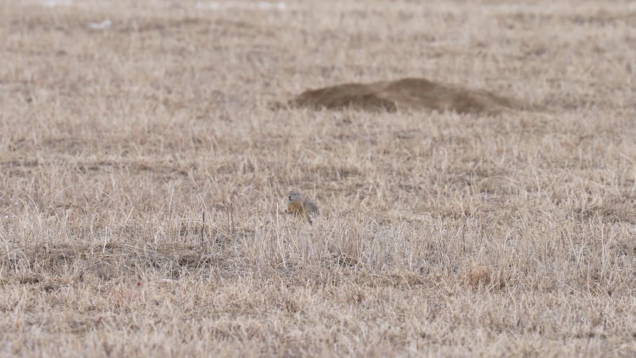 .17 Fireball vs. Ground Squirrels