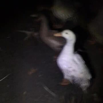 Something was after our ducks