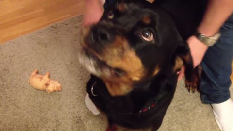 Angry Rottweiler